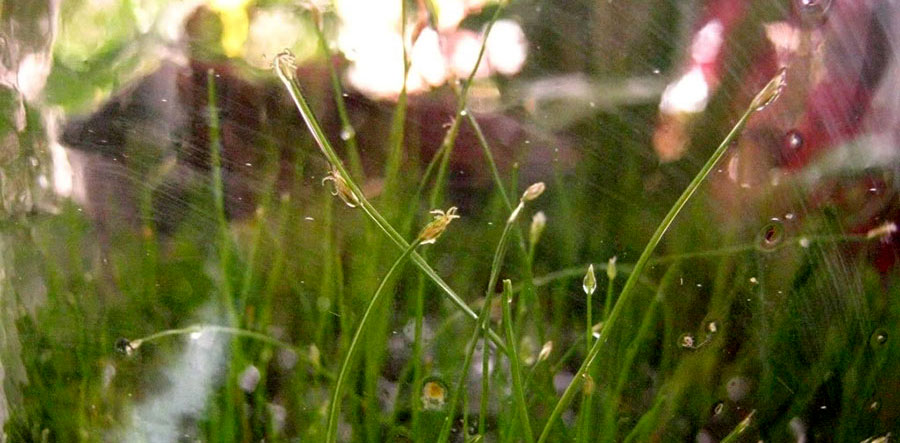 Eleocharis sp. 5