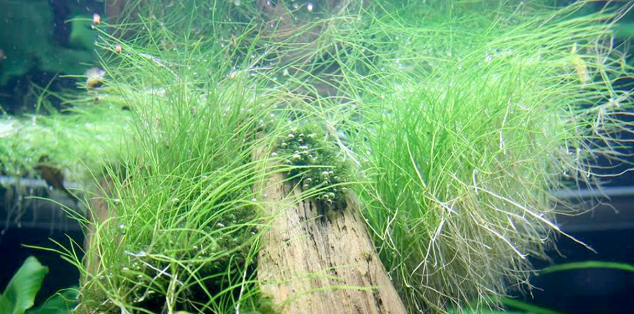 Eleocharis sp. 6