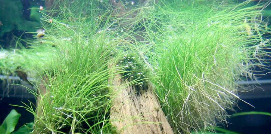 Eleocharis sp. 6