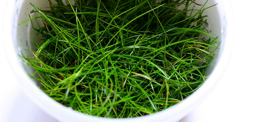 Eleocharis sp. 'Mini' 2