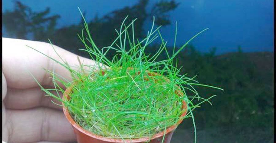 Eleocharis sp. 'Mini' 3