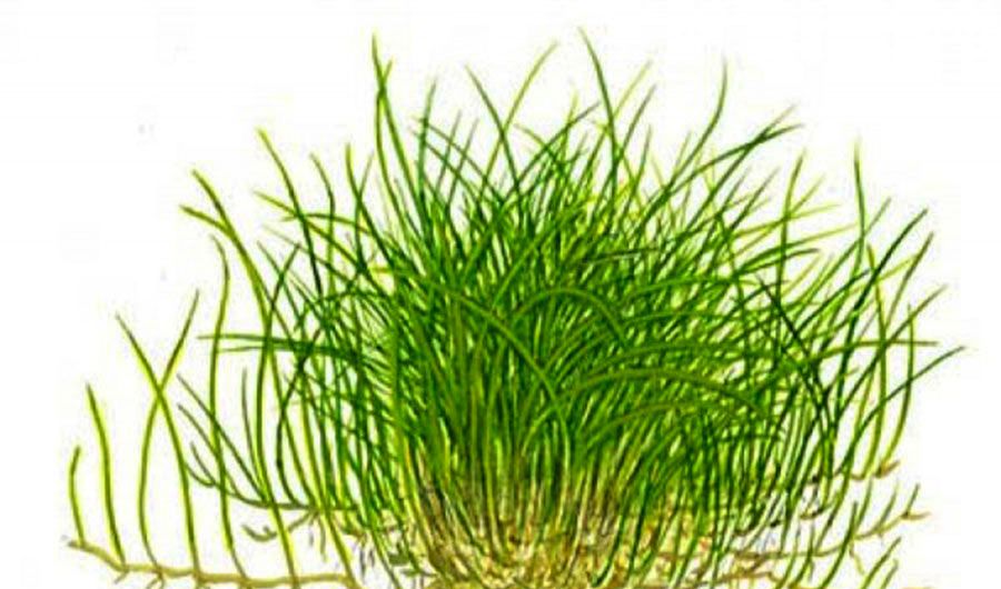 Eleocharis sp. 'Mini' 4