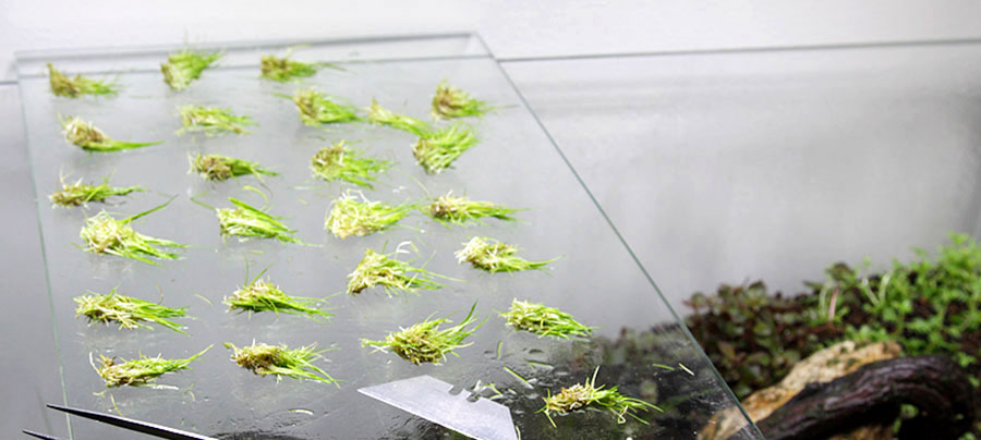 Eleocharis sp. 'Mini' 6