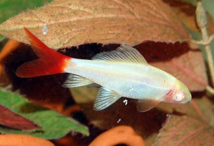 Labeo Bicolor