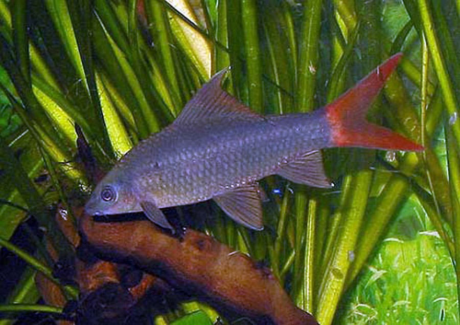 Epalzeorhynchos Bicolor 3