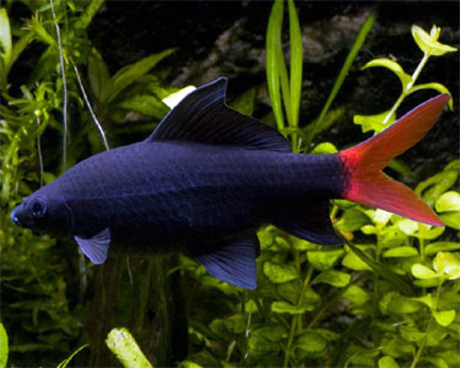 Epalzeorhynchos Bicolor 4