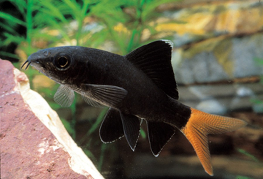 Epalzeorhynchos Bicolor 5