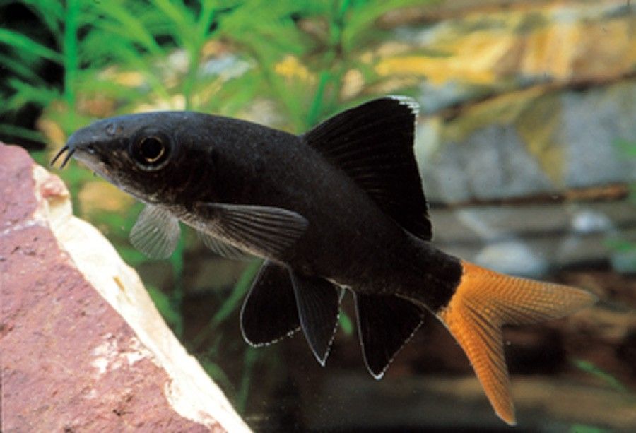 Epalzeorhynchos Bicolor 5