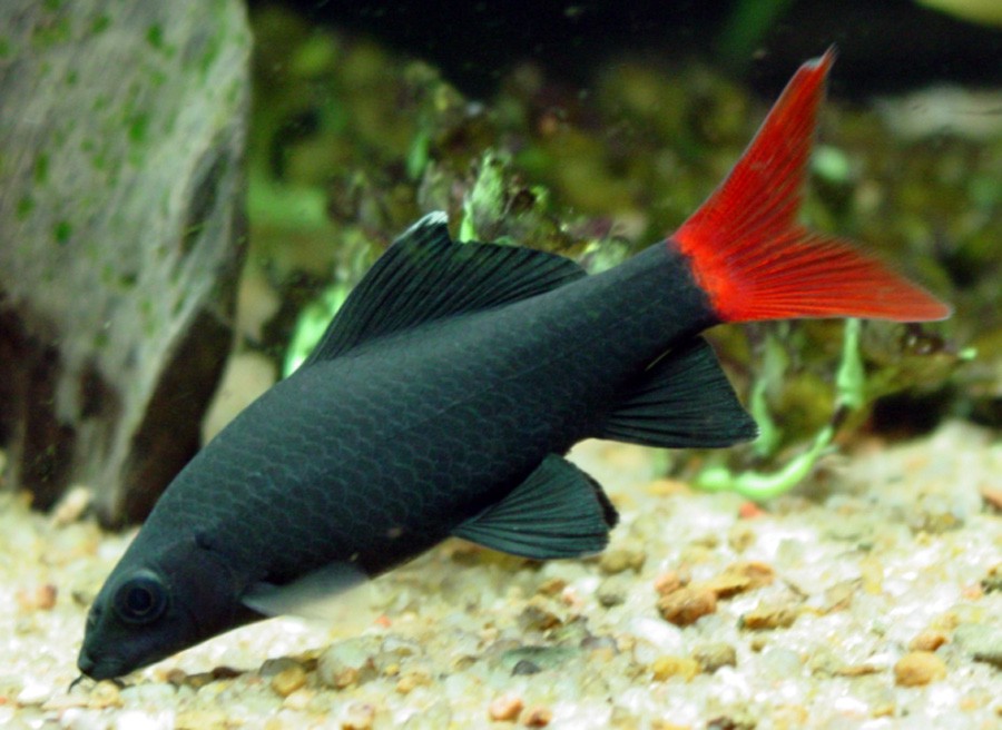 Epalzeorhynchos Bicolor 6