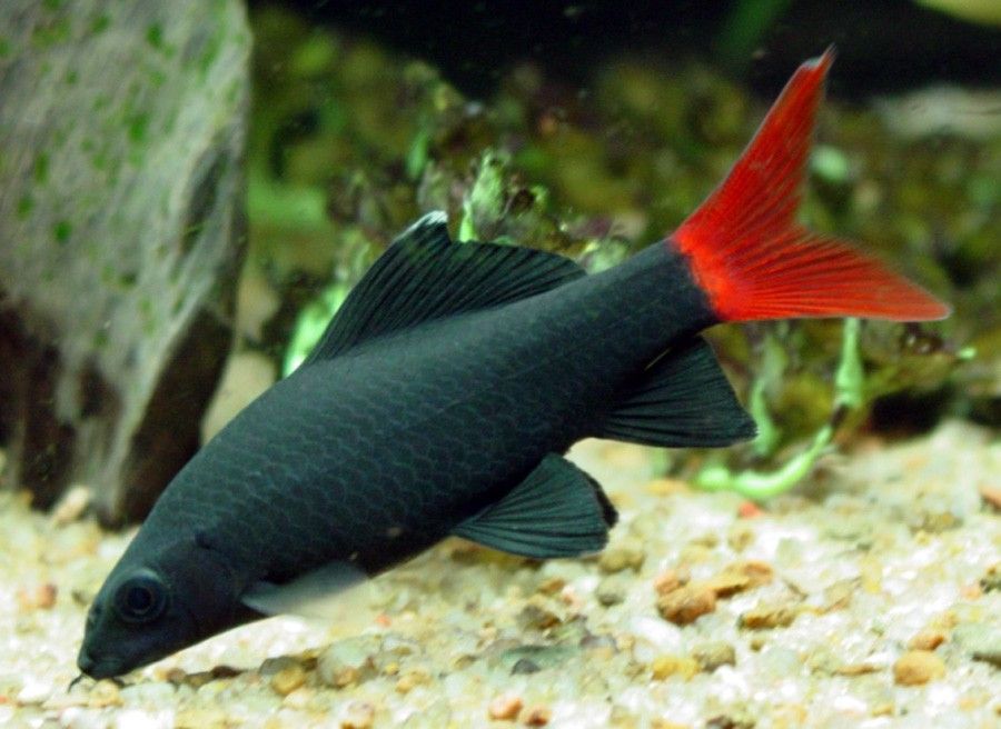 Epalzeorhynchos Bicolor 6