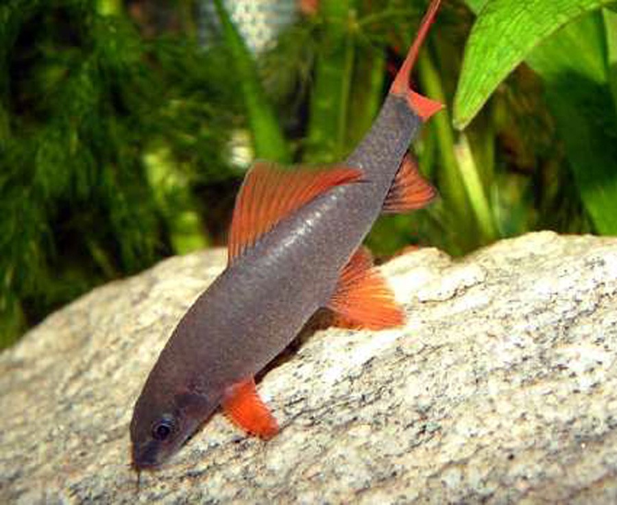 Labeo Frenatus