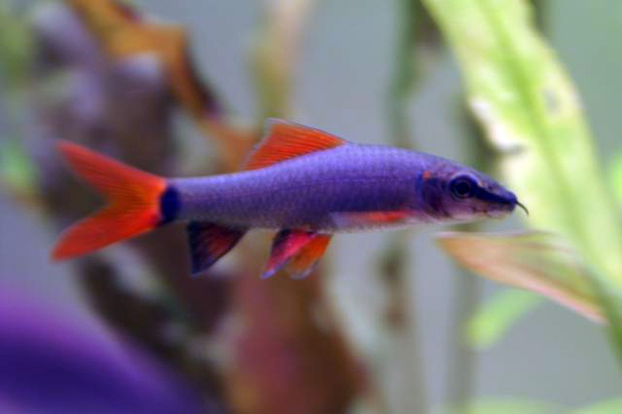 Epalzeorhynchos Frenatum 2