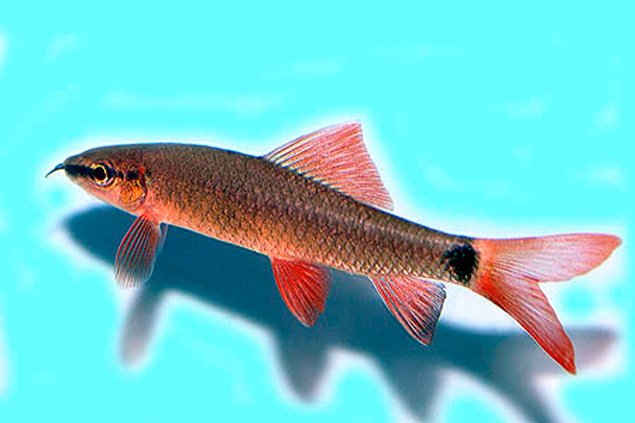 Epalzeorhynchos Frenatum 3