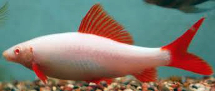 Epalzeorhynchos Frenatum 4