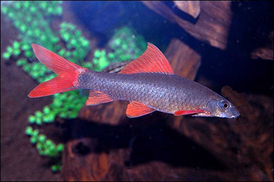 Epalzeorhynchos Frenatum 5