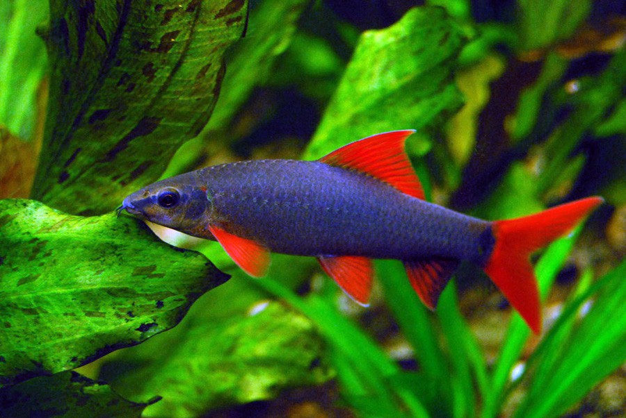 Epalzeorhynchos Frenatum 6