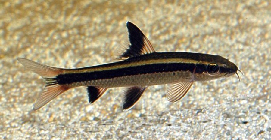 Epalzeorhynchos Kalopterus 3