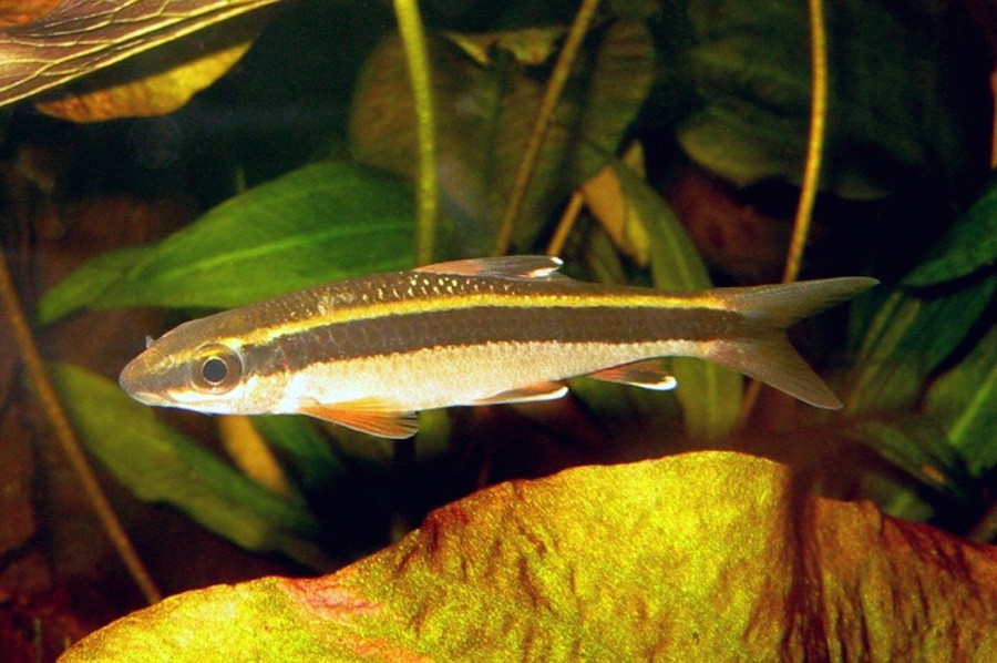 Epalzeorhynchos Kalopterus 4