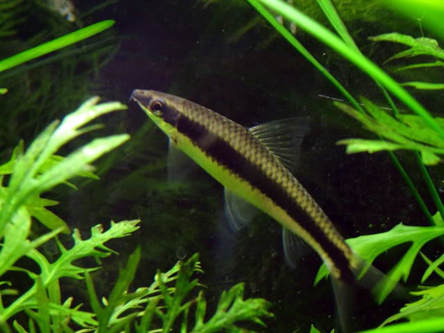 Epalzeorhynchos Kalopterus 5