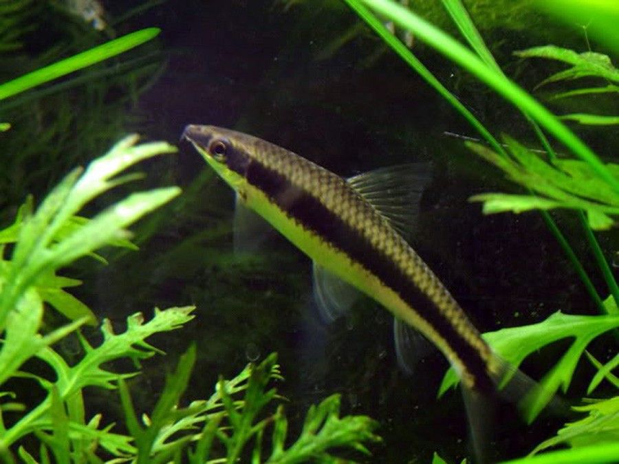 Epalzeorhynchos Kalopterus 5