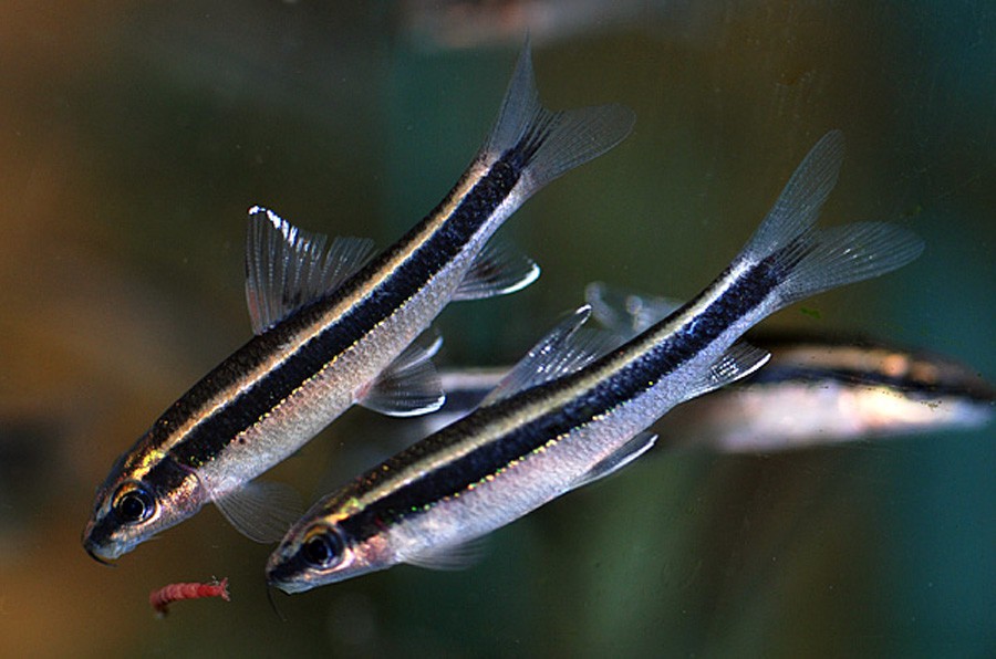 Epalzeorhynchos Kalopterus 6