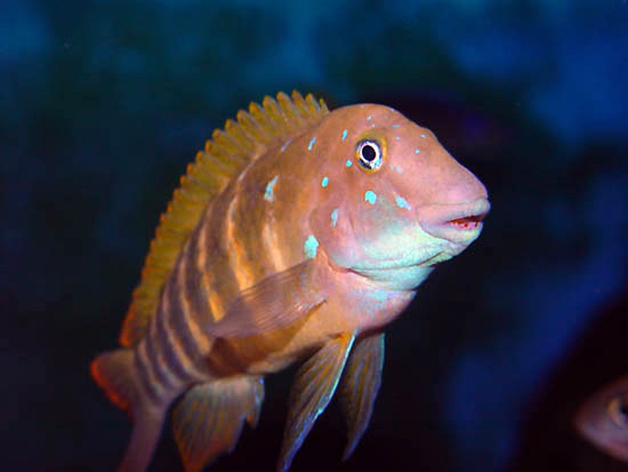 Eretmodus Cyanostictus 2