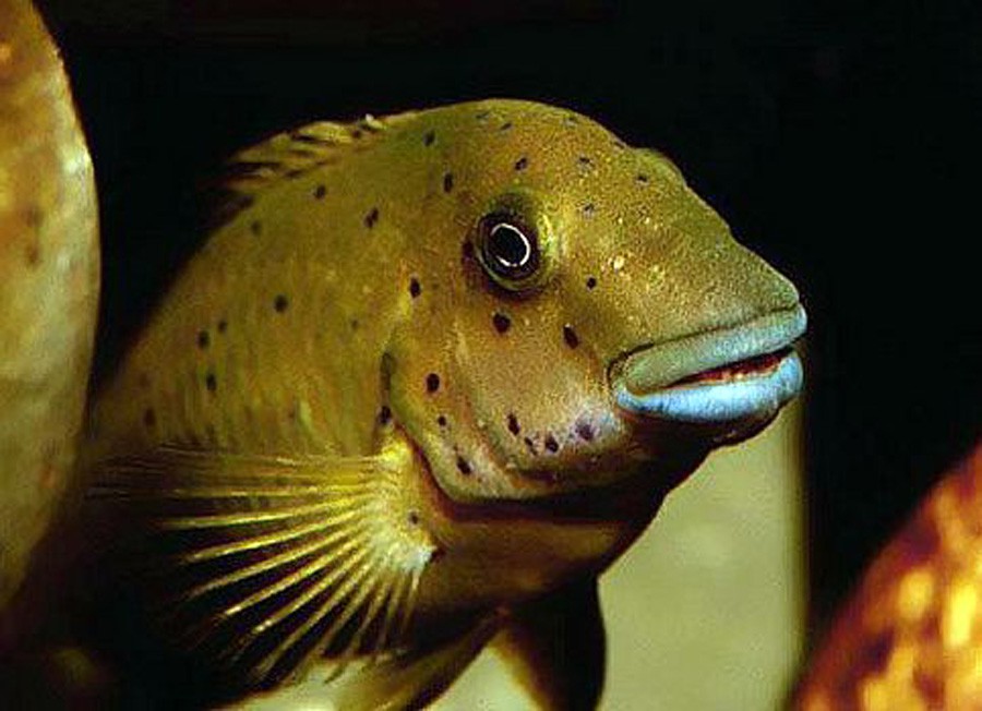 Eretmodus Cyanostictus 3