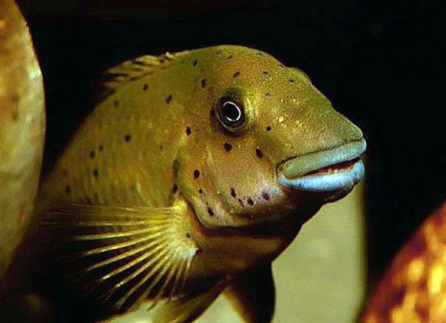 Eretmodus Cyanostictus 3