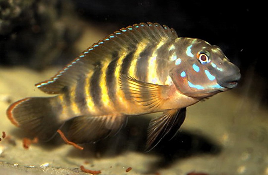Eretmodus Cyanostictus 4