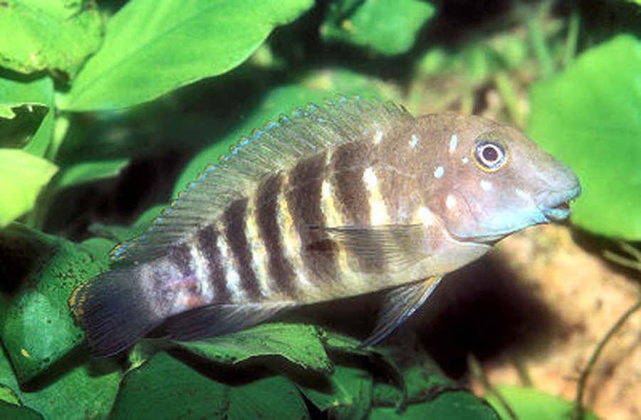 Eretmodus Cyanostictus 5