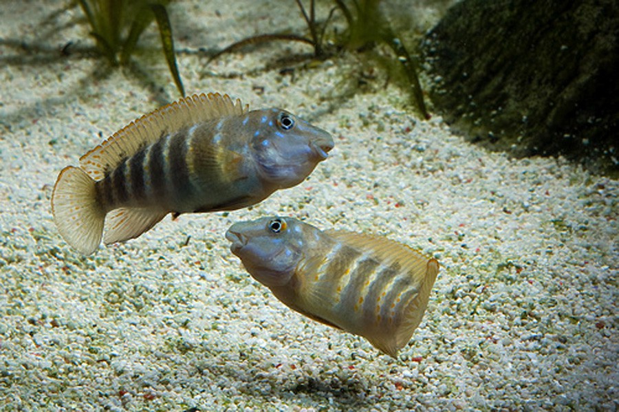 Eretmodus Cyanostictus 6