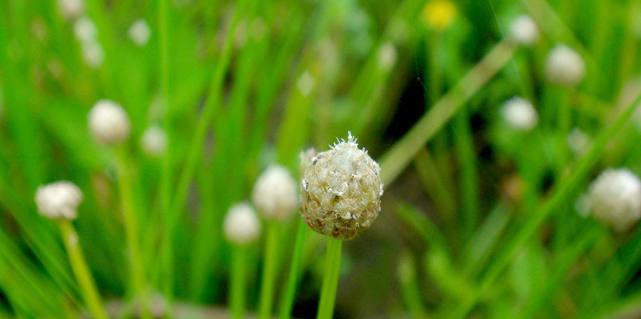 Eriocaulon Cinereum