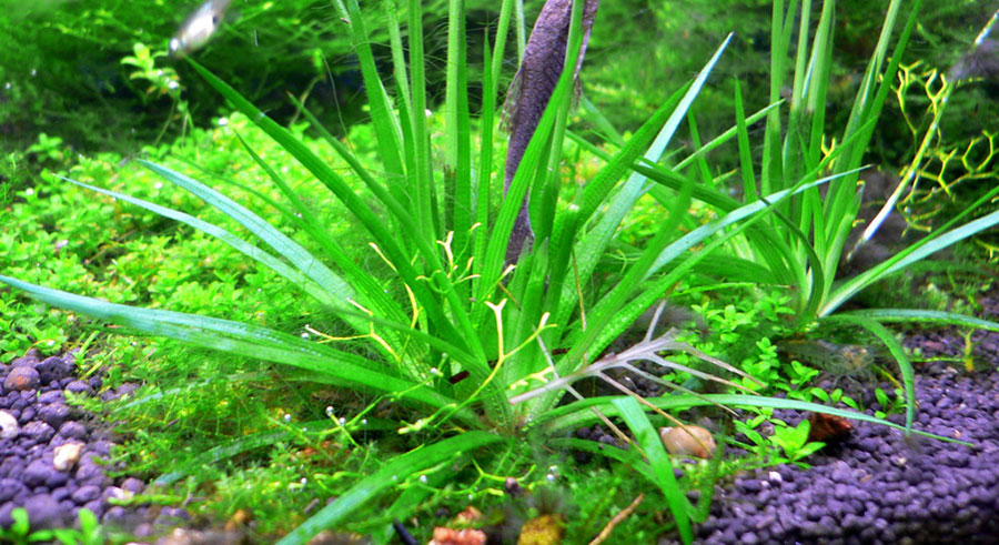 Eriocaulon Cinereum 2