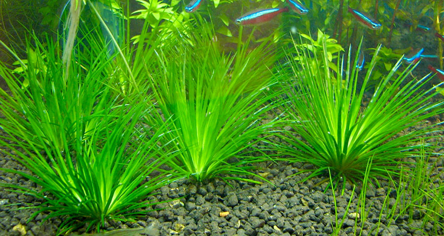 Eriocaulon Cinereum 3