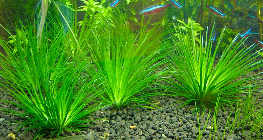 Eriocaulon Cinereum 3