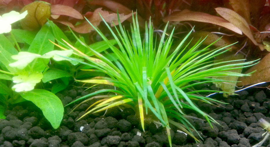 Eriocaulon Cinereum 4