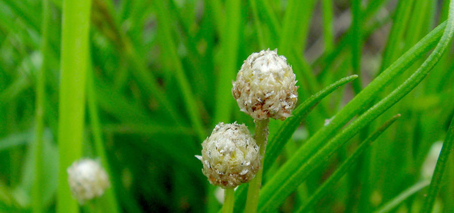 Eriocaulon Cinereum 5