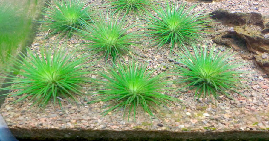 Eriocaulon Cinereum 6