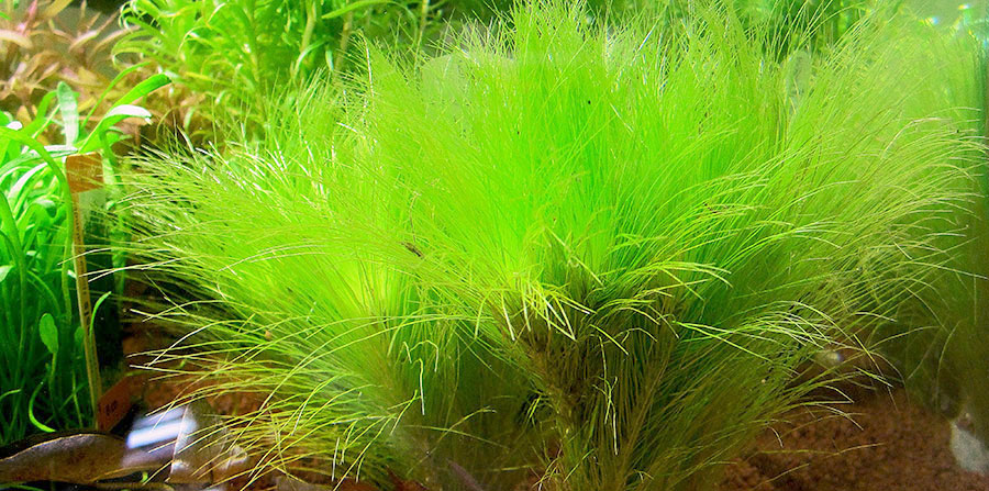 Eriocaulon Setaceum