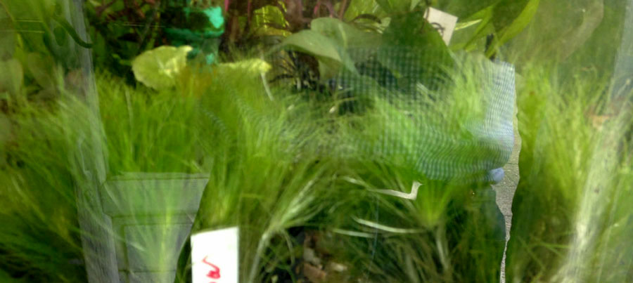Eriocaulon Setaceum 2