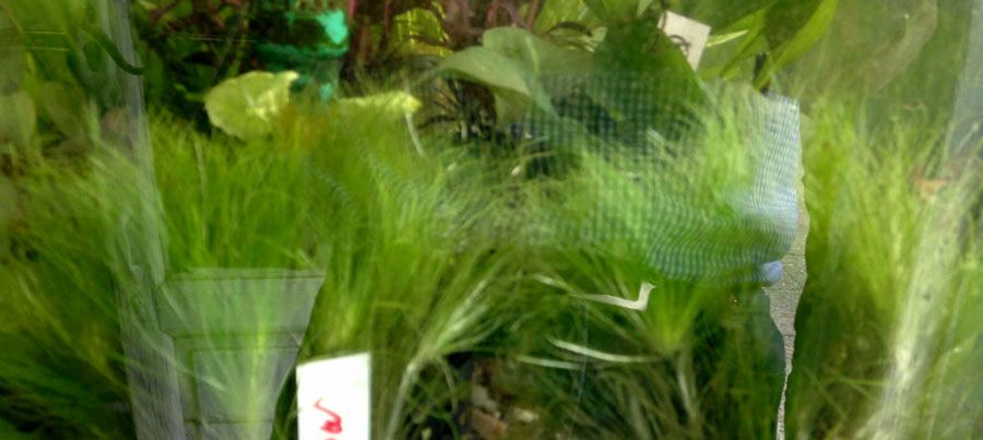 Eriocaulon Setaceum 2