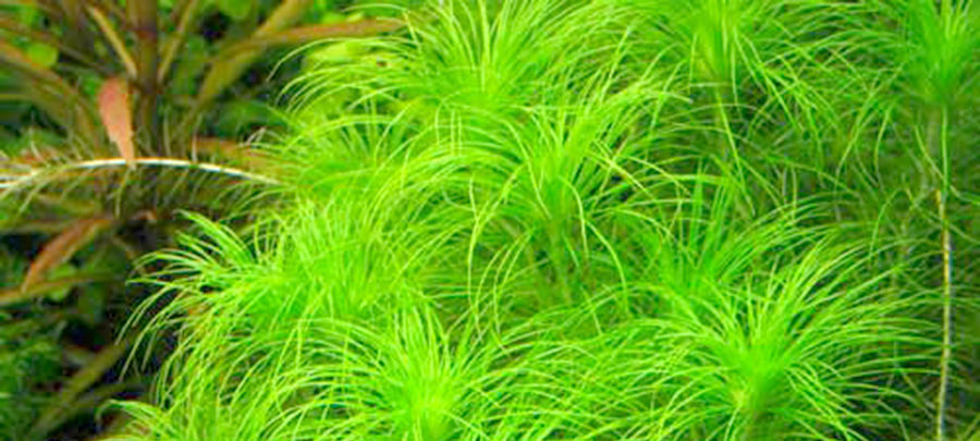 Eriocaulon Setaceum 3