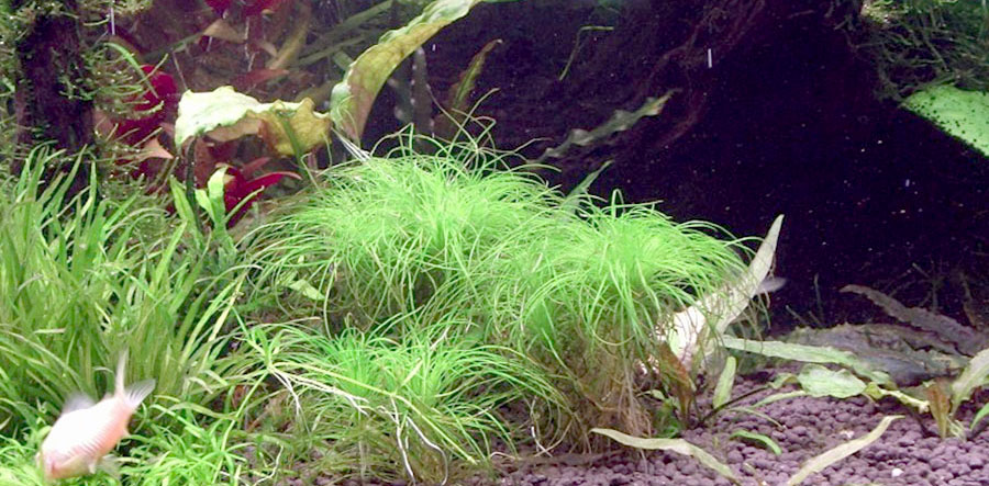 Eriocaulon Setaceum 4