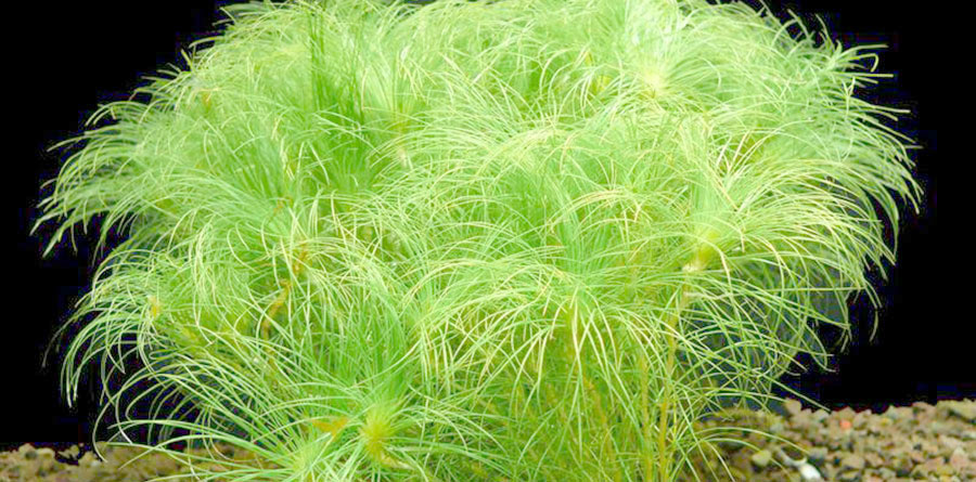 Eriocaulon Setaceum 5