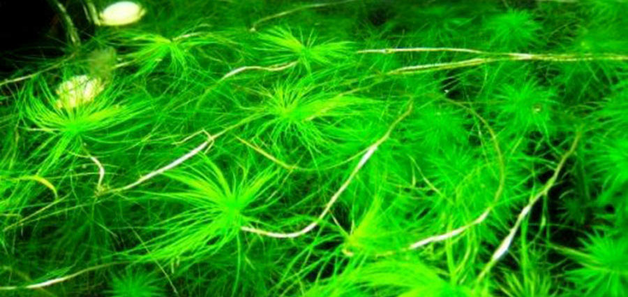 Eriocaulon Setaceum 6