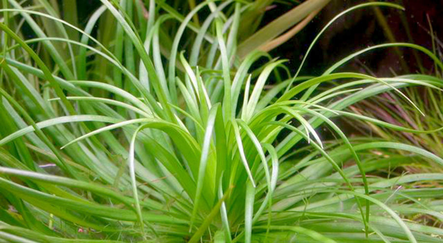 Eriocaulon sp. 'Goias'