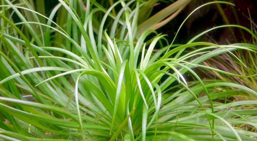 Eriocaulon sp. 'Goias'