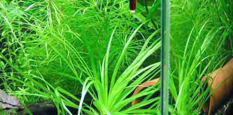 Eriocaulon sp. 'Goias' 2