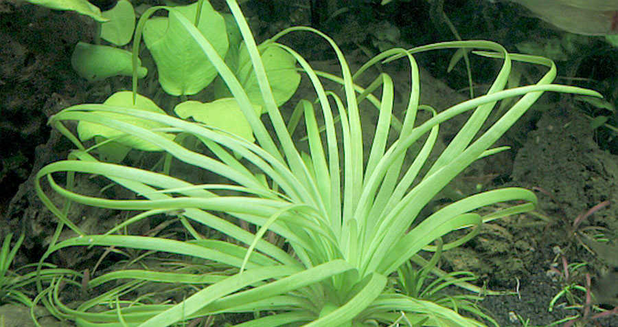 Eriocaulon sp. 'Goias' 3