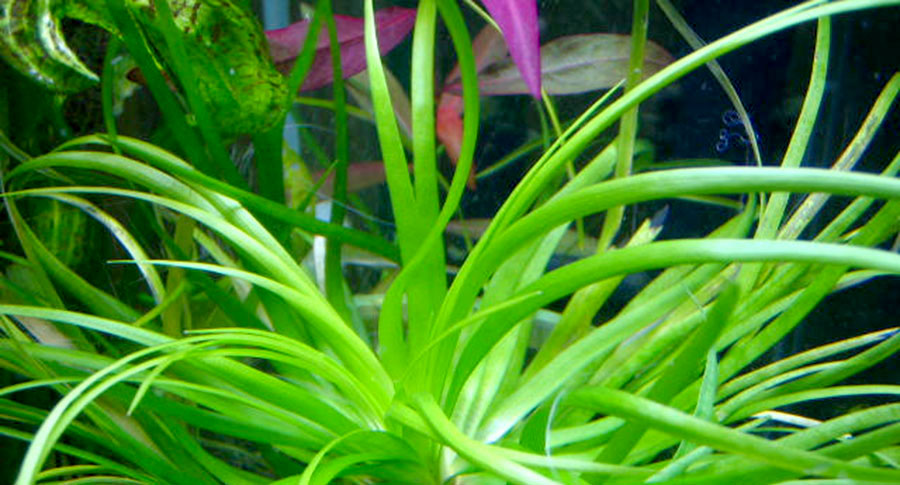 Eriocaulon sp. 'Goias' 4